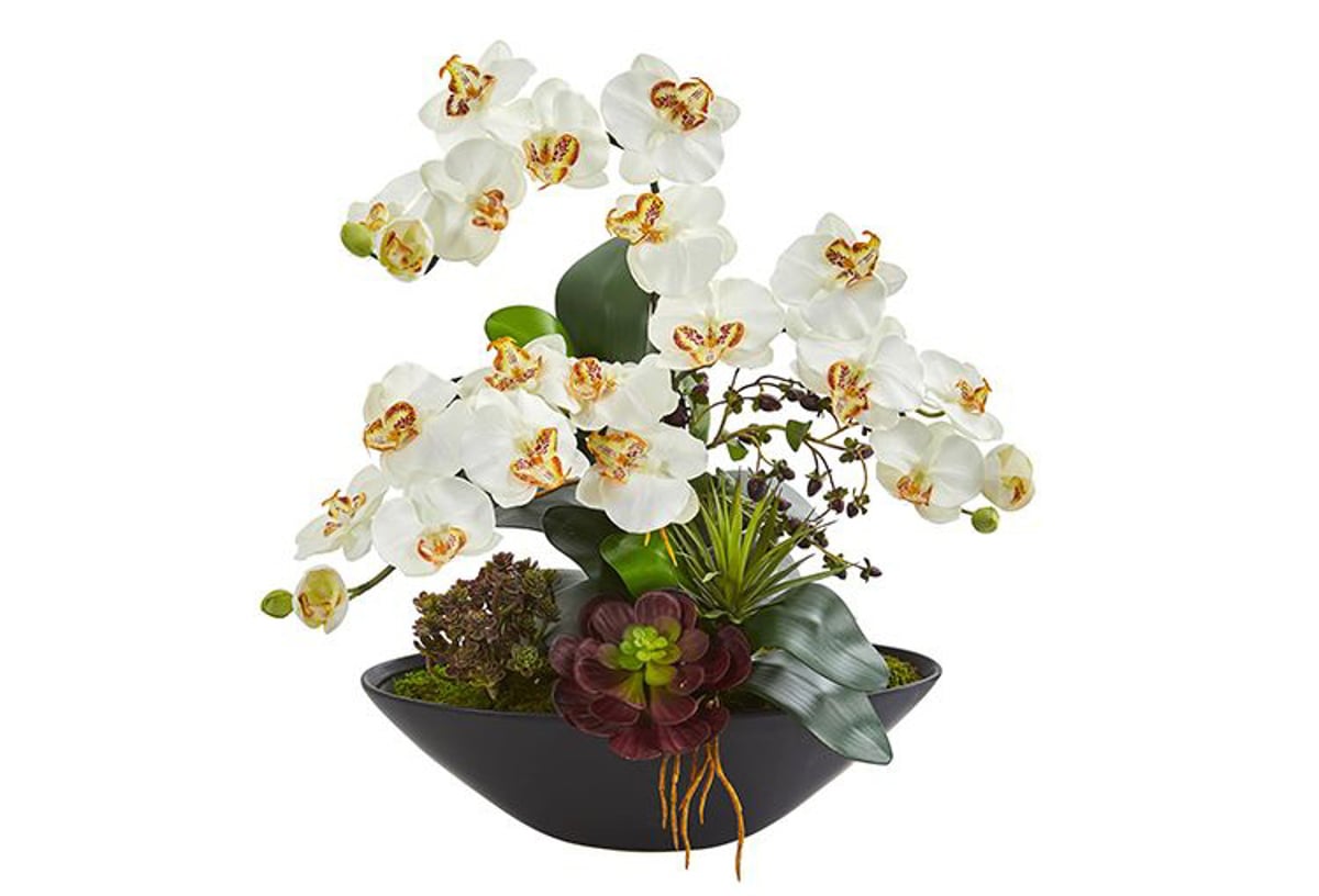 Picture of Cream Orchid & Mixed Succulent Floral Arrangement