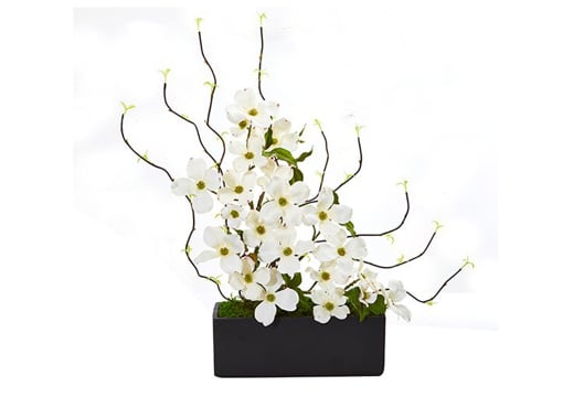 Picture of 23" Dogwood Willow in Black Planter