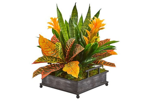 Picture of 18" Bromeliad Plant