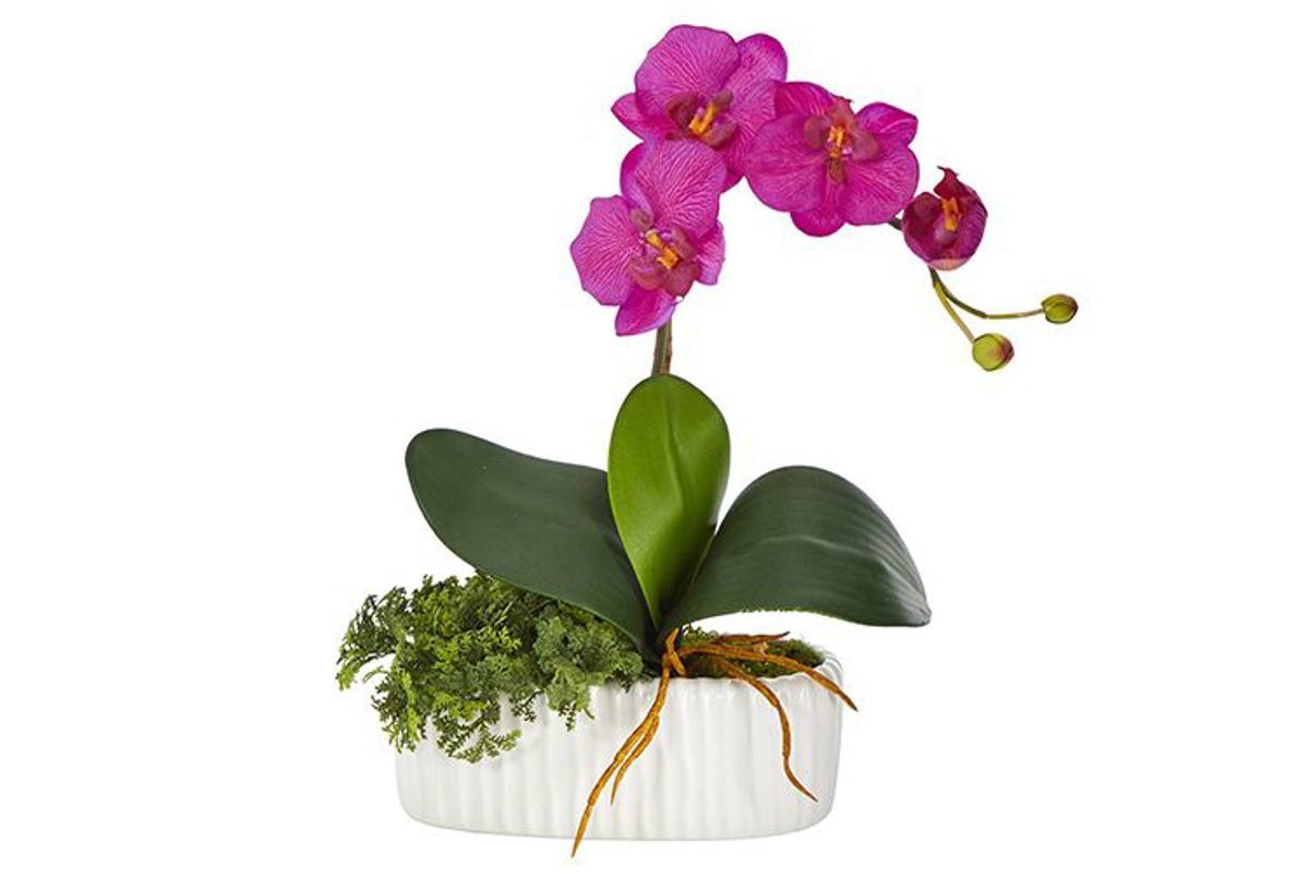 Picture of 13" Mini Orchid Arrangement