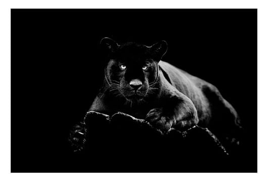 Picture of Black Panther Glass Print