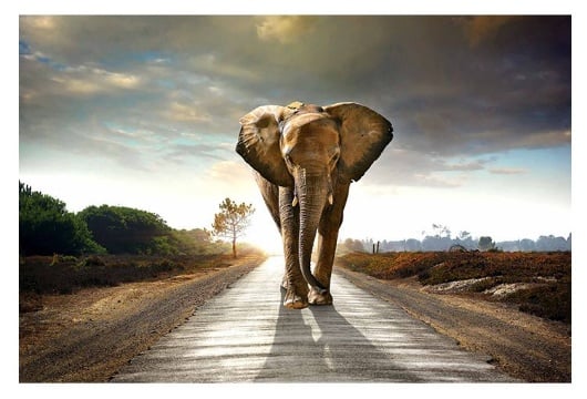 Picture of Elephant Walk Tempered Glass