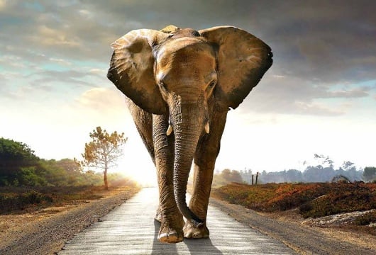 Picture of Elephant Walk Tempered Glass